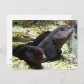 Zwei junge Wolf-Aal-Postkarte Postkarte (Vorne/Hinten)