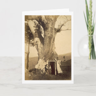 Zwei Jungen am Eingang ihres Baumhauses, c.1870 Karte