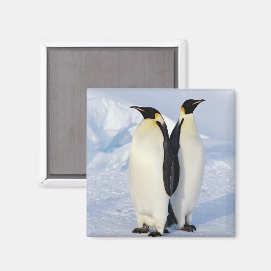 Zwei Kaiserpinguine in der Antarktis Magnet (Vorderseite/Rückseite)