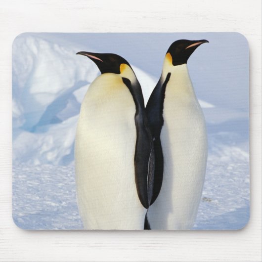 Zwei Kaiserpinguine in der Antarktis Mousepad (Vorne)