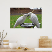 Zwei kakatoos süße Momente Poster (Küche)