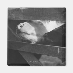 Zwei Kälber, die herein ihre Nasen durch den Magnet