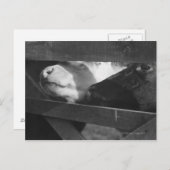 Zwei Kälber schlagen ihre Nasen durch die Lücke in Postkarte (Vorne/Hinten)