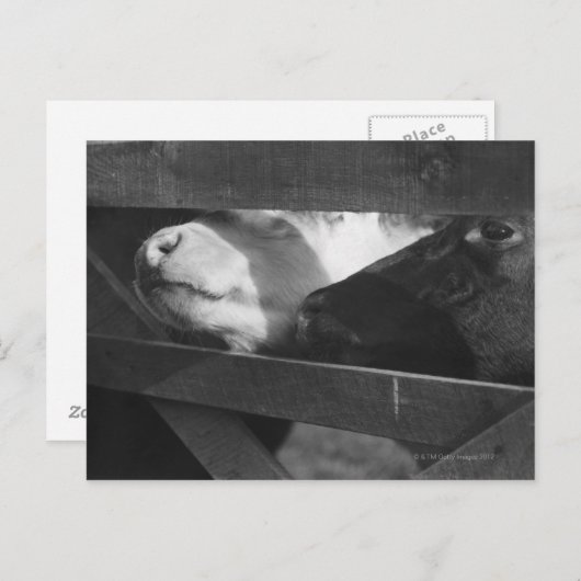 Zwei Kälber schlagen ihre Nasen durch die Lücke in Postkarte (Vorne/Hinten)