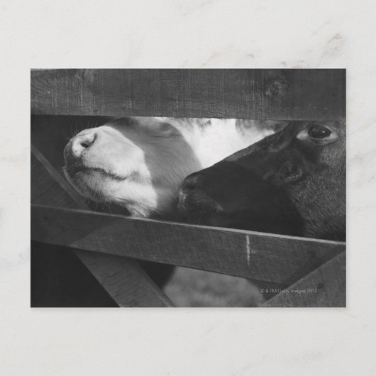 Zwei Kälber schlagen ihre Nasen durch die Lücke in Postkarte (Vorderseite)