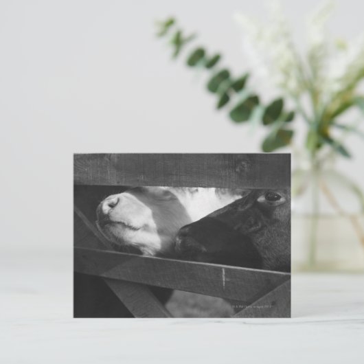 Zwei Kälber schlagen ihre Nasen durch die Lücke in Postkarte (Stehend Vorderseite)