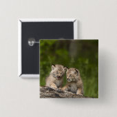 Zwei Kanadas Lynx (Lynx Canadensis) Kätzchen Button (Vorne & Hinten)