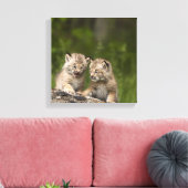 Zwei Kanadas Lynx (Lynx Canadensis) Kätzchen Leinwanddruck (Insitu (Wohnzimmer))