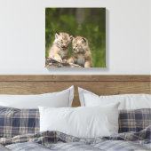 Zwei Kanadas Lynx (Lynx Canadensis) Kätzchen Leinwanddruck (Insitu (Schlafzimmer))