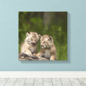 Zwei Kanadas Lynx (Lynx Canadensis) Kätzchen Leinwanddruck (Insitu (Holzboden))
