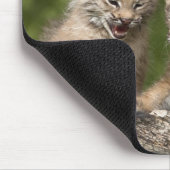 Zwei Kanadas Lynx (Lynx Canadensis) Kätzchen Mousepad (Ecke)