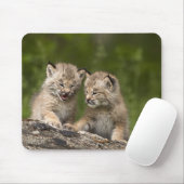 Zwei Kanadas Lynx (Lynx Canadensis) Kätzchen Mousepad (Mit Mouse)