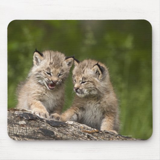Zwei Kanadas Lynx (Lynx Canadensis) Kätzchen Mousepad (Vorne)