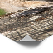 Zwei Kanadas Lynx (Lynx Canadensis) Kätzchen Poster (Ecke)