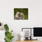 Zwei Kanadas Lynx (Lynx Canadensis) Kätzchen Poster (Heimbüro)