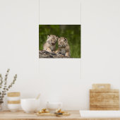 Zwei Kanadas Lynx (Lynx Canadensis) Kätzchen Poster (Küche)