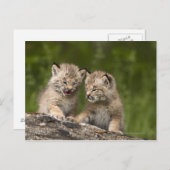 Zwei Kanadas Lynx (Lynx Canadensis) Kätzchen Postkarte (Vorne/Hinten)