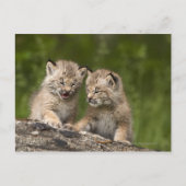 Zwei Kanadas Lynx (Lynx Canadensis) Kätzchen Postkarte (Vorderseite)