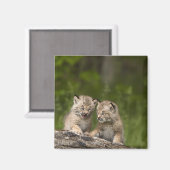 Zwei kanadische Lynx Kätzchen spielen auf einem Lo Magnet (Vorderseite/Rückseite)