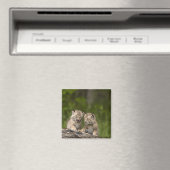 Zwei kanadische Lynx Kätzchen spielen auf einem Lo Magnet (In Situ (Geschirrspüler))