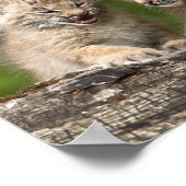 Zwei kanadische Lynx Kätzchen spielen auf einem Lo Poster (Ecke)