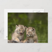 Zwei kanadische Lynx Kätzchen spielen auf einem Lo Postkarte (Vorne/Hinten)