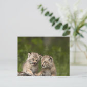 Zwei kanadische Lynx Kätzchen spielen auf einem Lo Postkarte (Stehend Vorderseite)