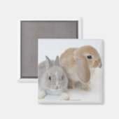 Zwei Kaninchen.Netherland Zwerg und Holland Lop. Magnet (Vorderseite/Rückseite)