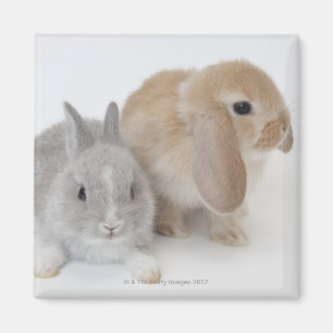 Zwei Kaninchen.Netherland Zwerg und Holland Lop. Magnet