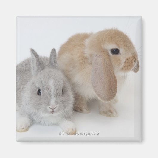 Zwei Kaninchen.Netherland Zwerg und Holland Lop. Magnet (Vorne)