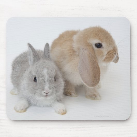 Zwei Kaninchen.Netherland Zwerg und Holland Lop. Mousepad (Vorne)