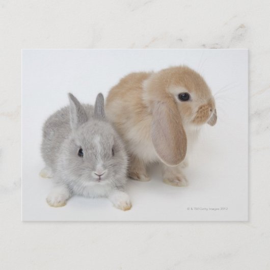 Zwei Kaninchen.Netherland Zwerg und Holland Lop. Postkarte (Vorderseite)