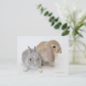 Zwei Kaninchen.Netherland Zwerg und Holland Lop. Postkarte (Stehend Vorderseite)