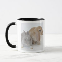 Zwei Kaninchen. Netherland Zwerg-und