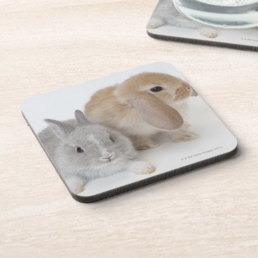 Zwei Kaninchen. Netherland Zwerg-und Untersetzer (Linke Seite)