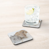 Zwei Kaninchen. Netherland Zwerg-und Untersetzer (Rechte Seite)