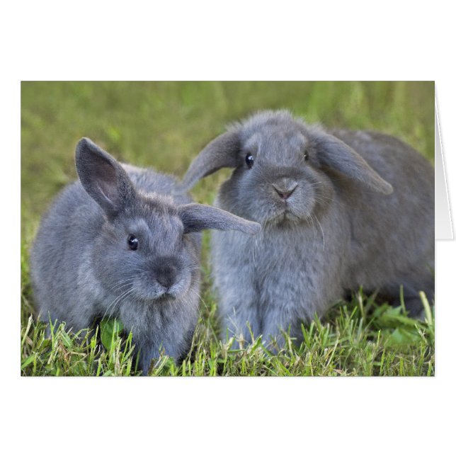 Zwei Kaninchenkarten (Vorderseite (Horizontal))