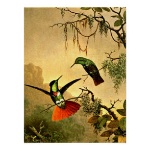 Zwei Kapuzen-Visierträger-Kolibris, Poster