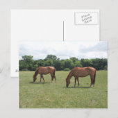 Zwei Kastanienpferde Weiden Postkarte (Vorne/Hinten)