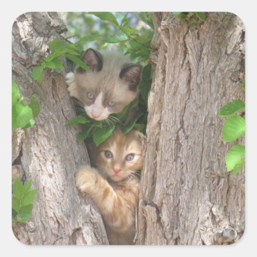 Zwei Kätzchen auf einem Baum Quadratischer Aufkleber (Vorderseite)