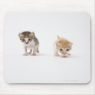 Zwei Kätzchen auf weißem Hintergrund Mousepad