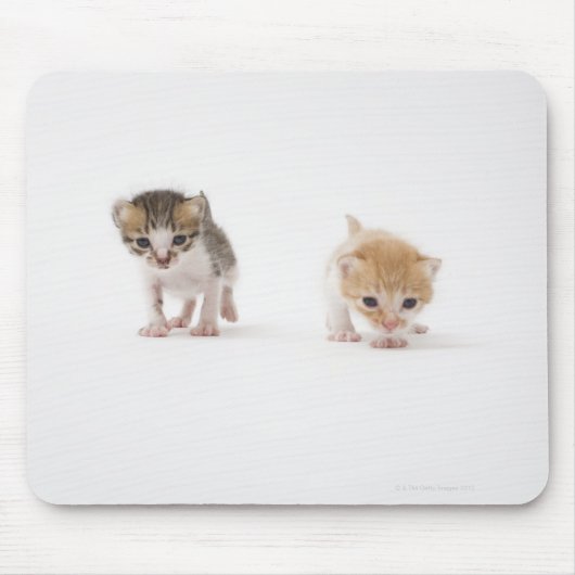 Zwei Kätzchen auf weißem Hintergrund Mousepad (Vorne)