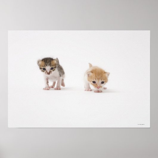 Zwei Kätzchen auf weißem Hintergrund Poster (Vorne)