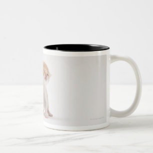 Zwei Kätzchen, die gegen weißen Hintergrund küssen Zweifarbige Tasse