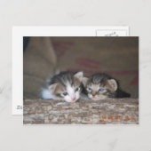 Zwei Kätzchen im Logon Postkarte (Vorne/Hinten)