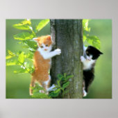Zwei Kätzchen in einem Baum Poster (Vorne)