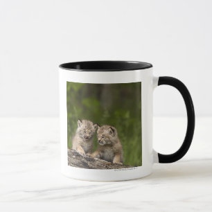 Zwei Kätzchen Kanada-Luchs-(Luchs Canadensis) Tasse