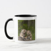 Zwei Kätzchen Kanada-Luchs-(Luchs Canadensis) Tasse (Links)