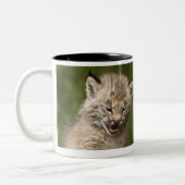 Zwei Kätzchen Kanada-Luchs-(Luchs Canadensis) Zweifarbige Tasse (Links)