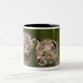 Zwei Kätzchen Kanada-Luchs-(Luchs Canadensis) Zweifarbige Tasse (Mittel)